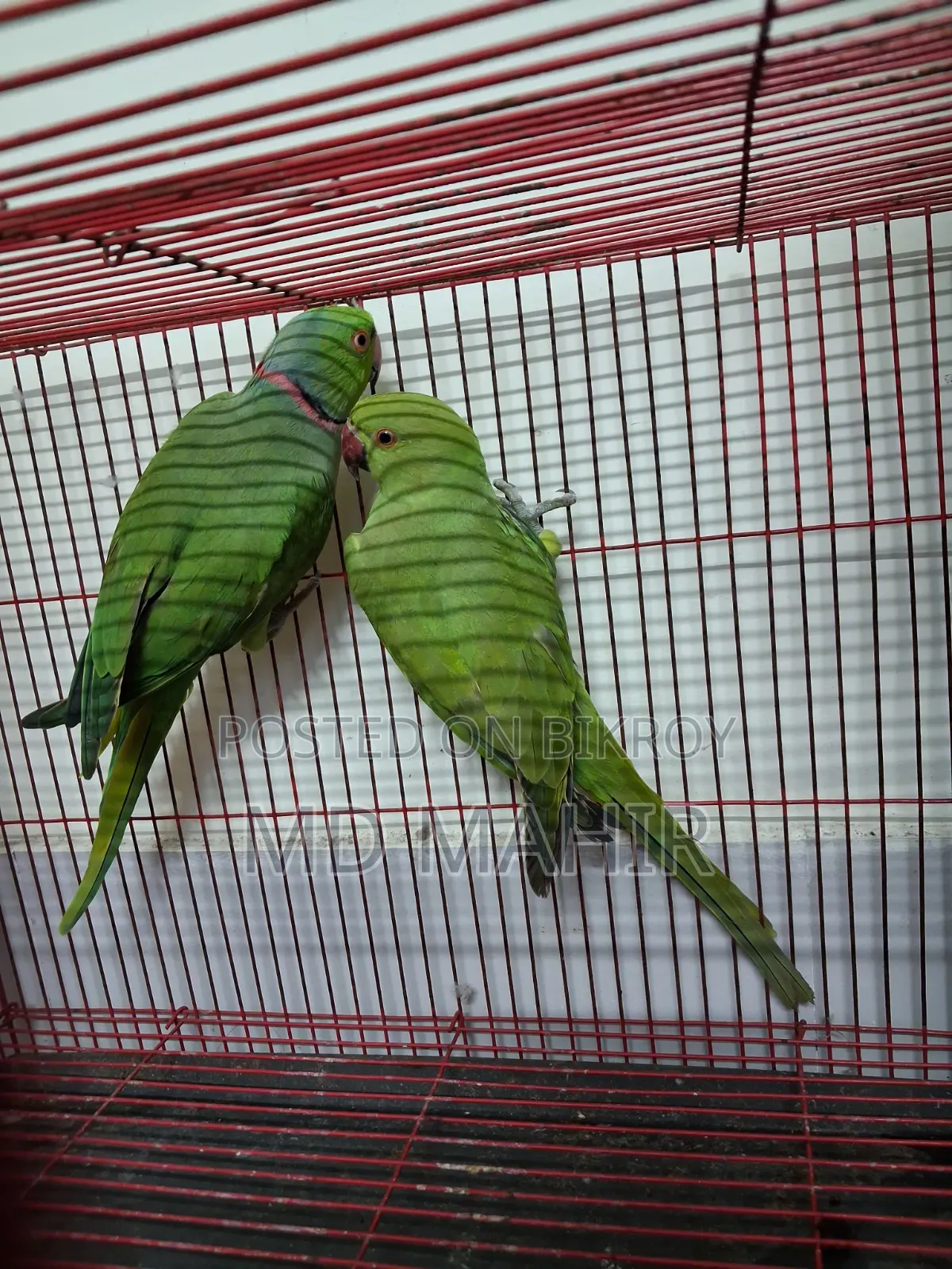 রিংনেক জোড়া