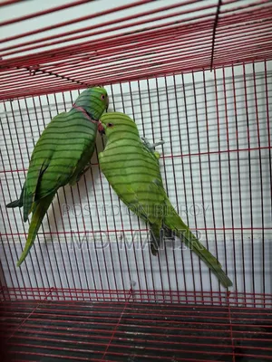 রিংনেক জোড়া