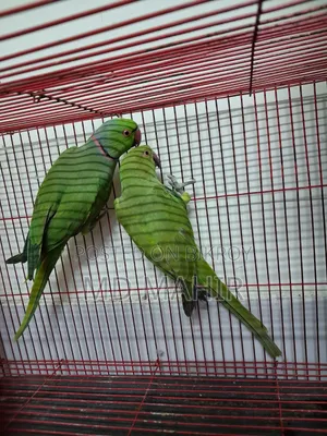 রিংনেক জোড়া