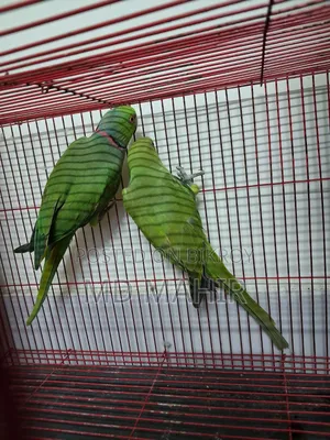 রিংনেক জোড়া