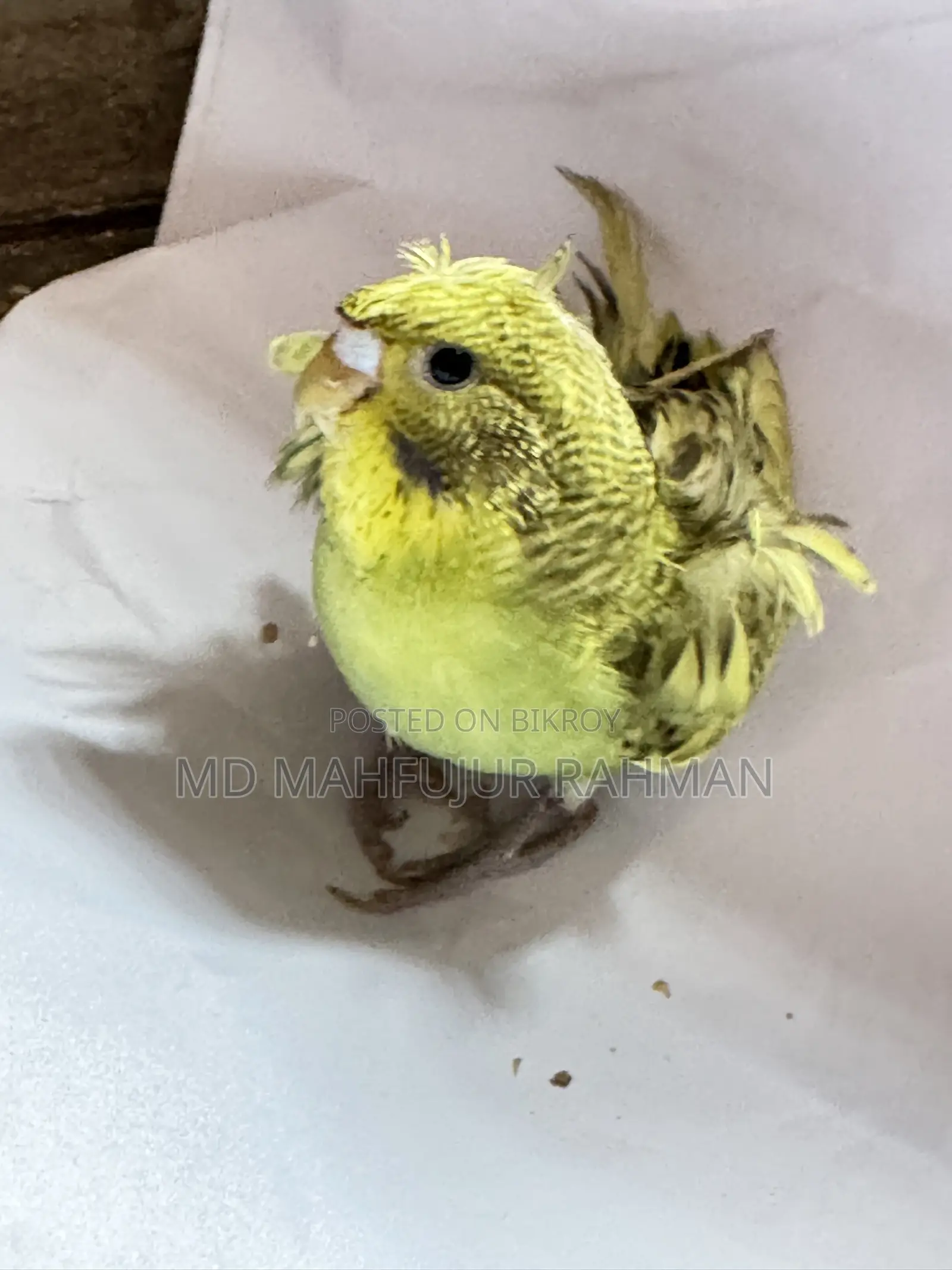Double Flower Spangle JP Budgie (JP Budgie)