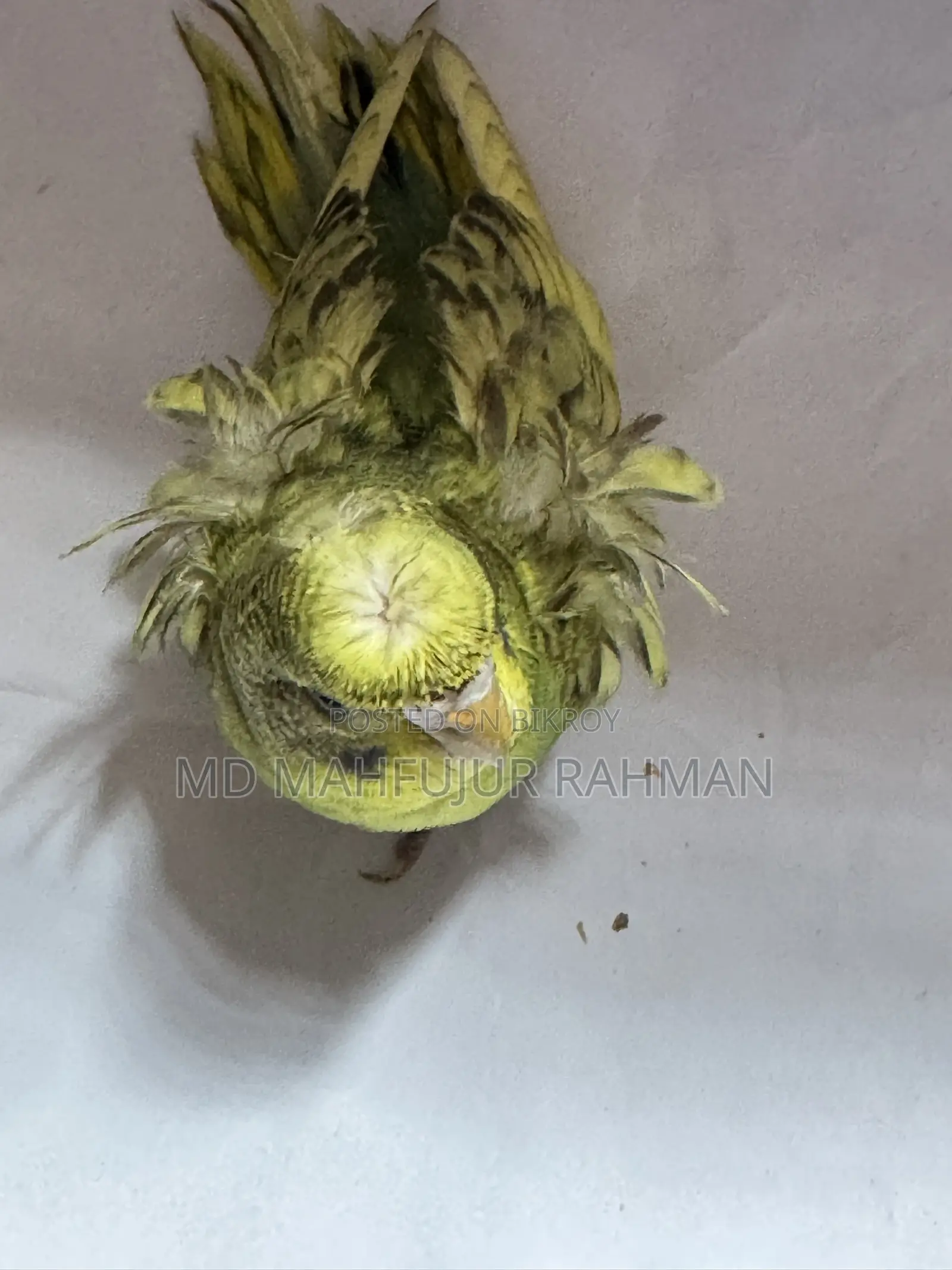 Double Flower Spangle JP Budgie (JP Budgie)