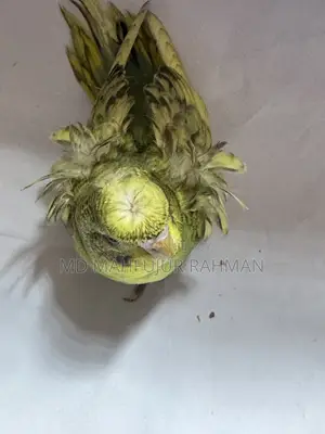 Double Flower Spangle JP Budgie (JP Budgie)
