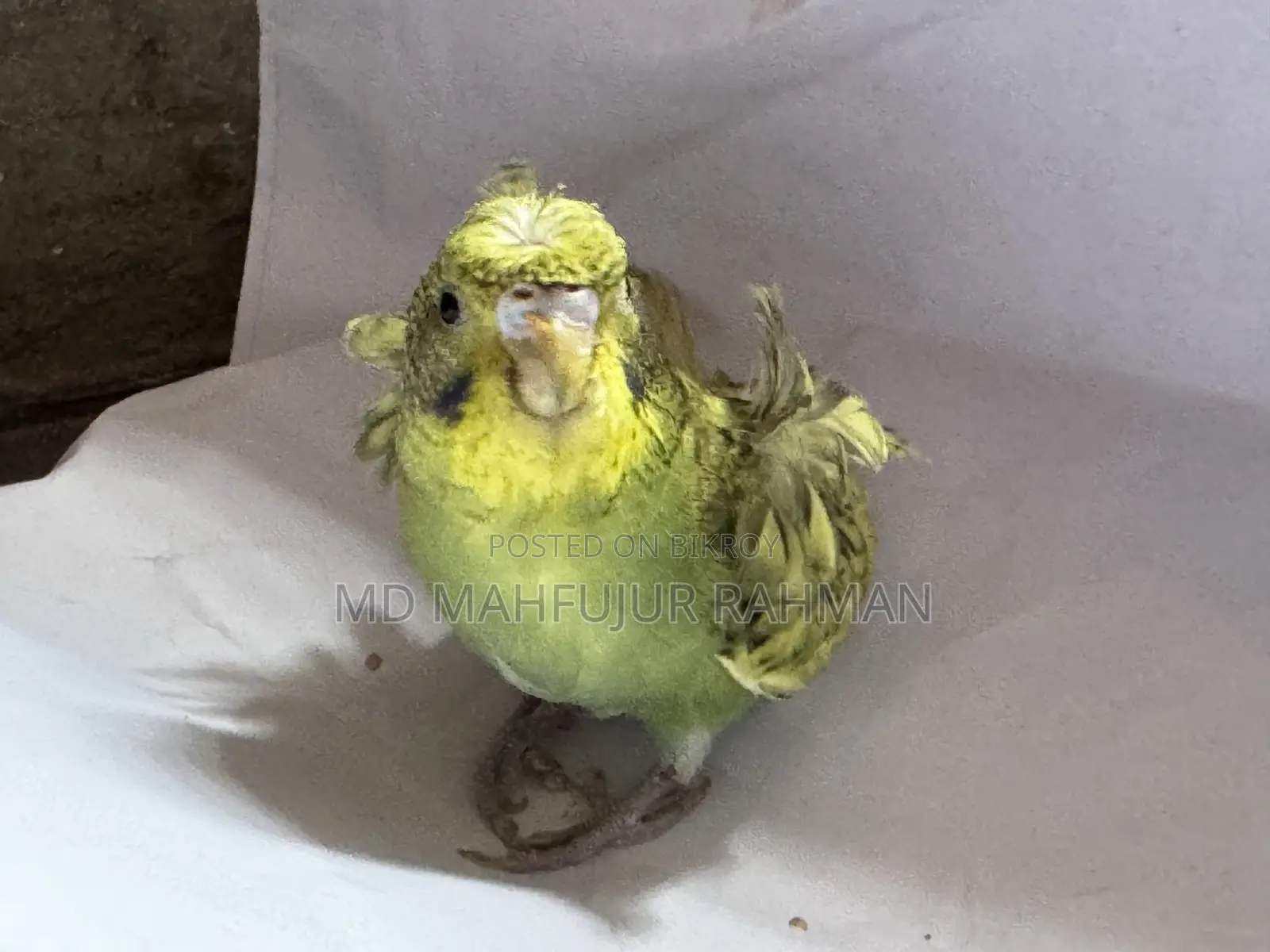 Double Flower Spangle JP Budgie (JP Budgie)