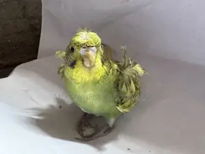 Double Flower Spangle JP Budgie (JP Budgie)