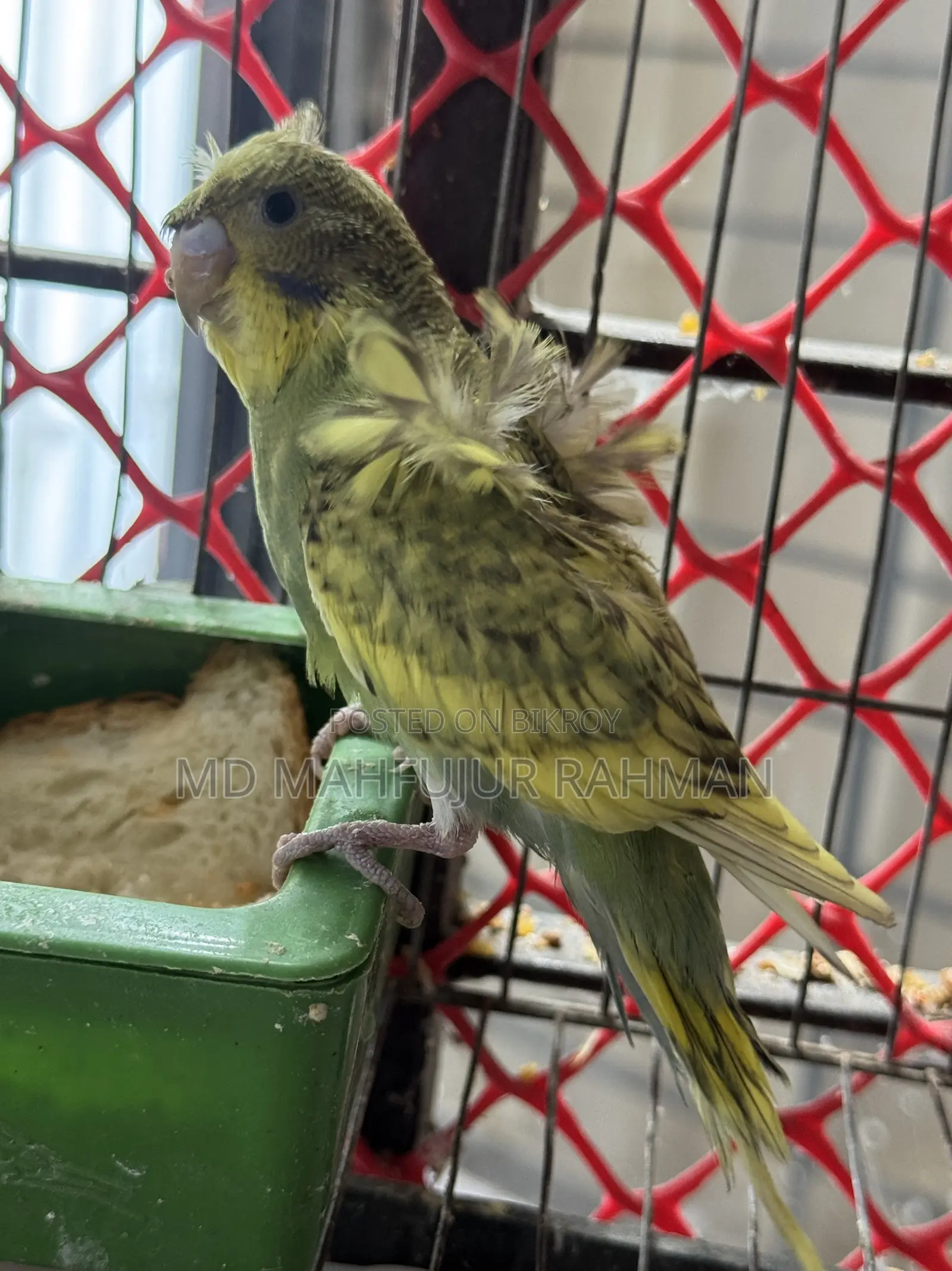 Double Flower Spangle JP Budgie (JP Budgie)