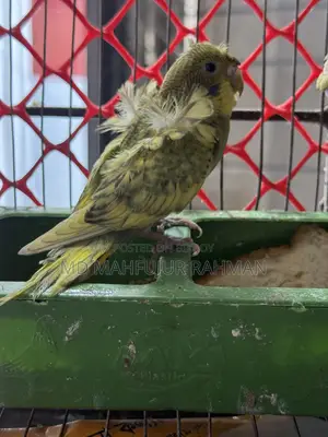 Double Flower Spangle JP Budgie (JP Budgie)