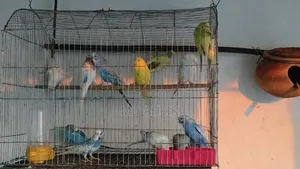 বাজিগার পাখি