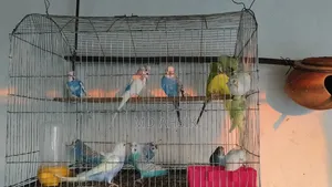 বাজিগার পাখি