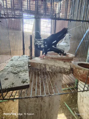Kalpit Pair