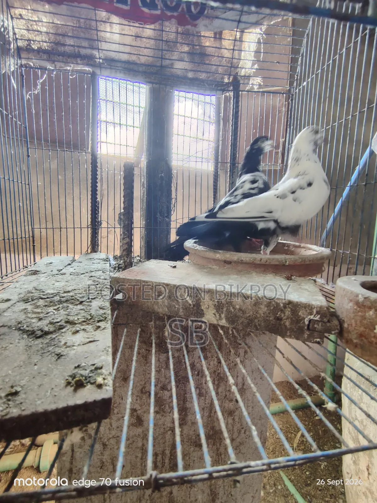 Kalpit Pair