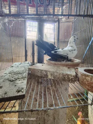 Kalpit Pair