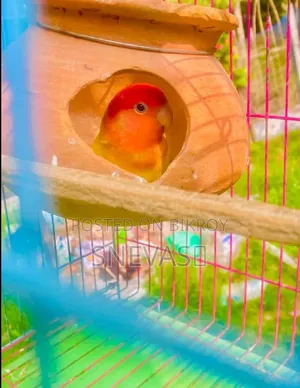 Yellow Fisher Love You