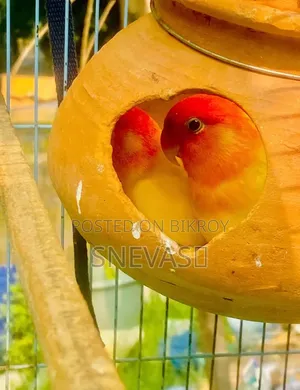 Yellow Fisher Love You