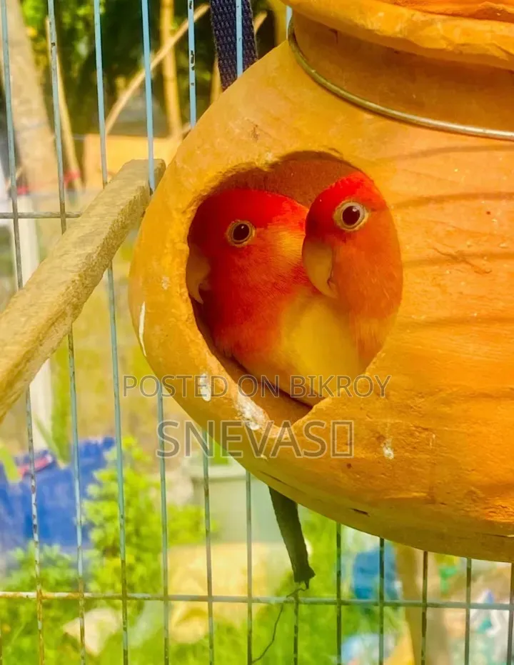 Yellow Fisher Love You