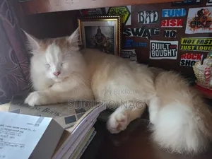 3-6 months Male Purebred Persian Cat