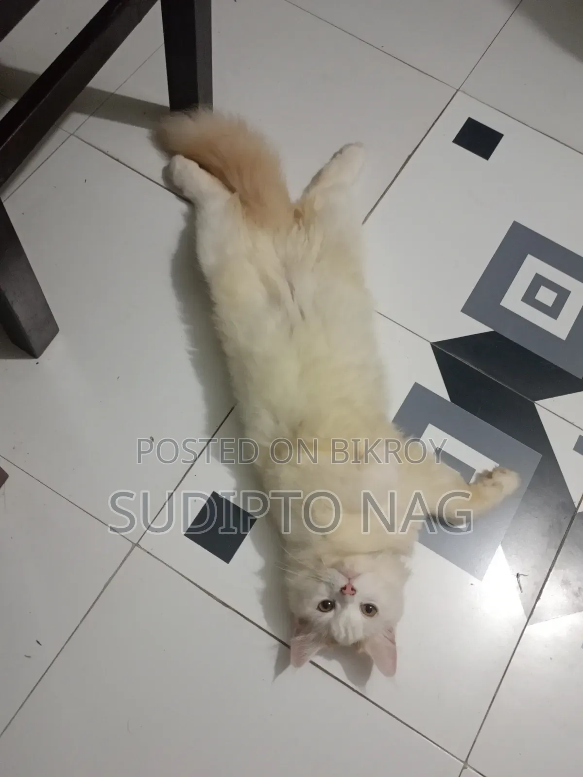 3-6 months Male Purebred Persian Cat