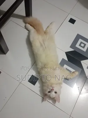 3-6 months Male Purebred Persian Cat
