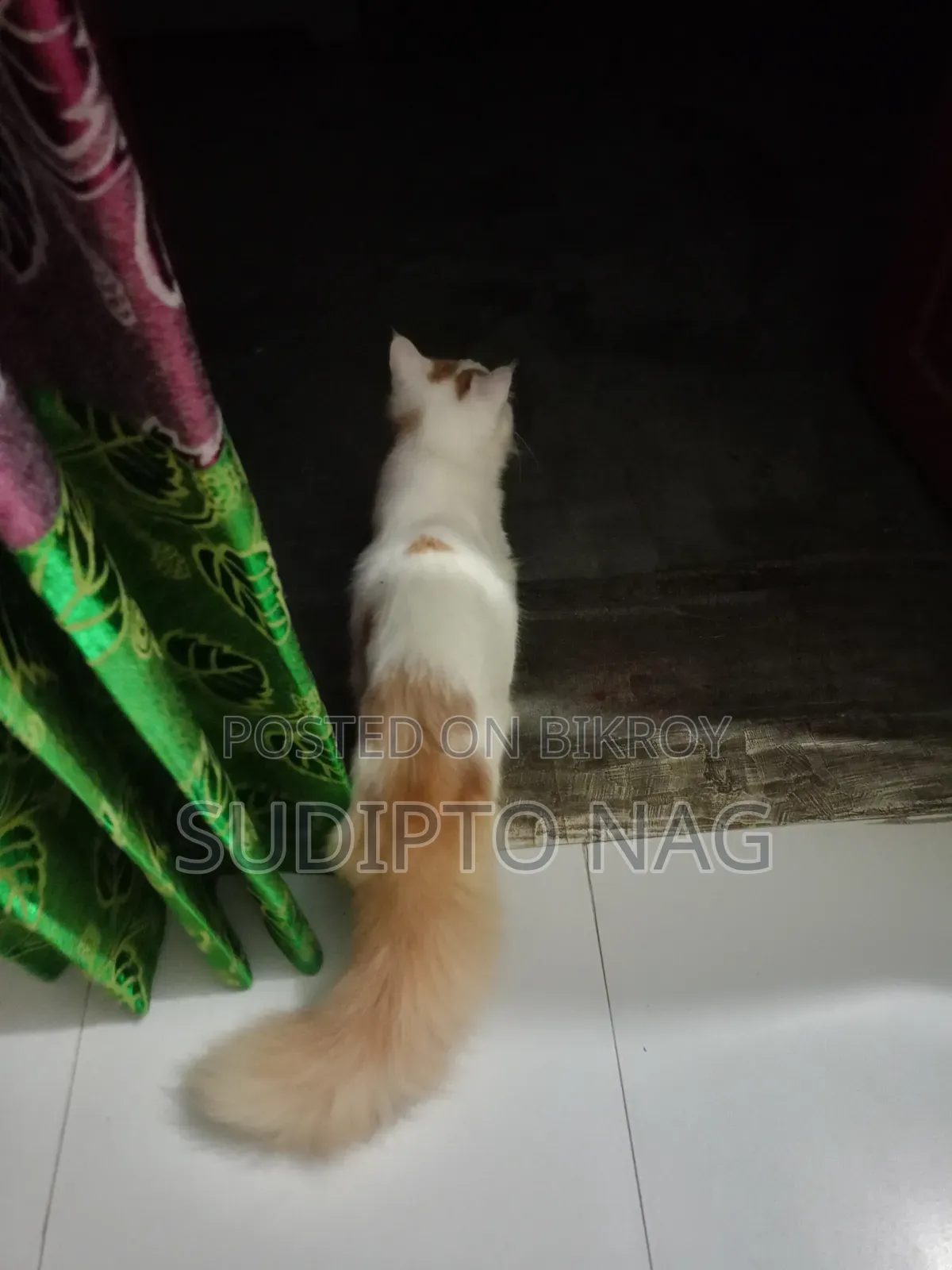 3-6 months Male Purebred Persian Cat