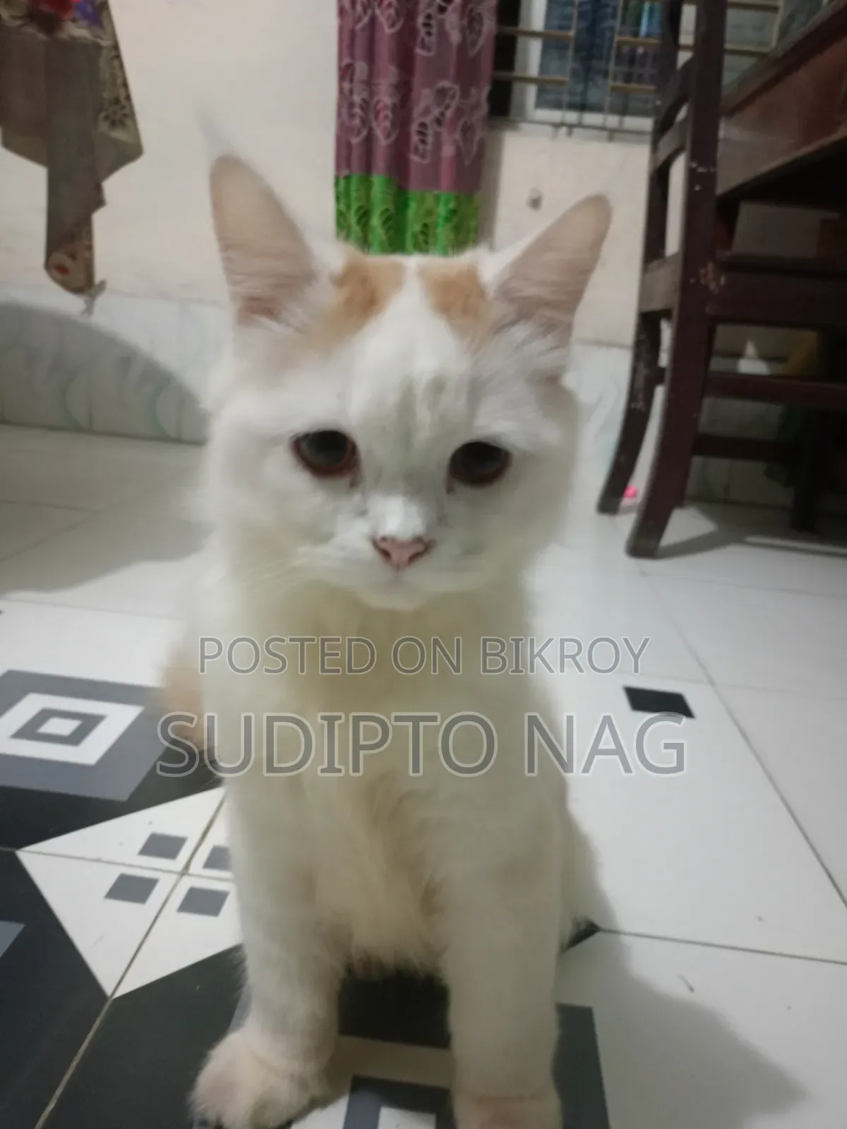 3-6 months Male Purebred Persian Cat