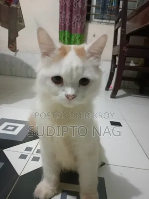 3-6 months Male Purebred Persian Cat