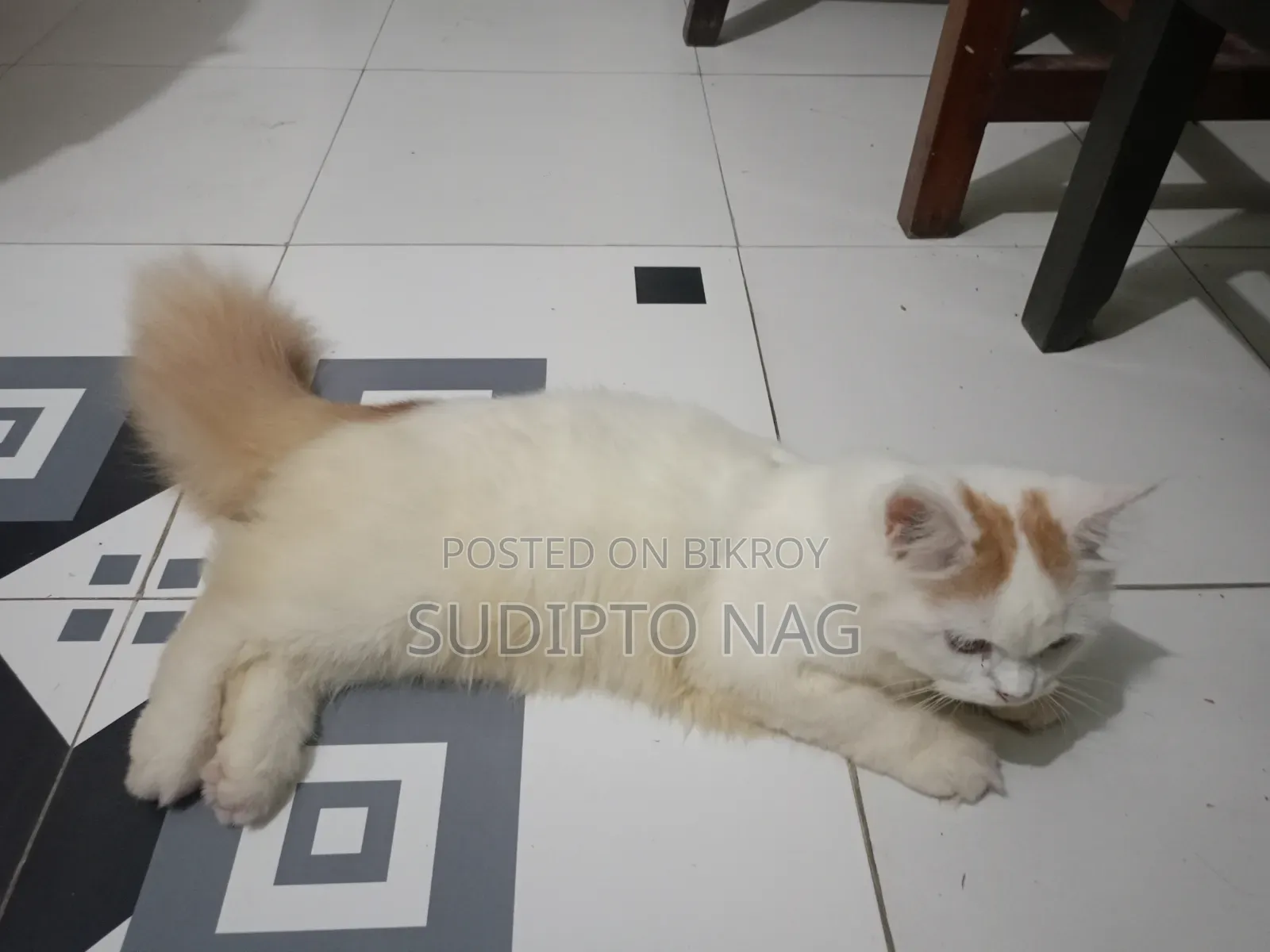 3-6 months Male Purebred Persian Cat