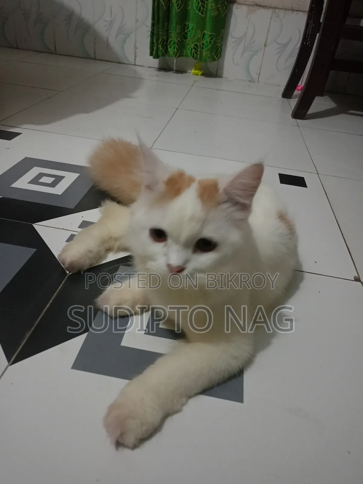 3-6 months Male Purebred Persian Cat