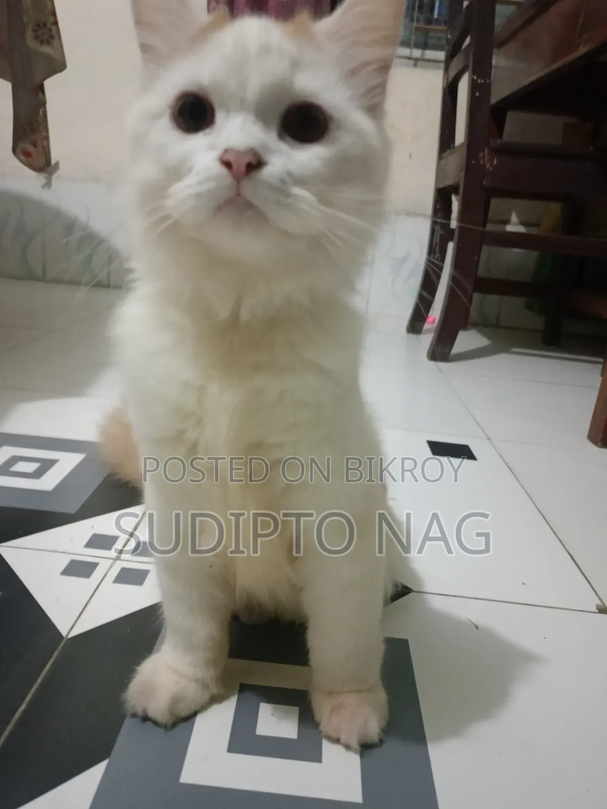 3-6 months Male Purebred Persian Cat