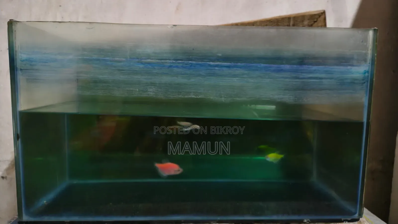 Aquarium for Fish