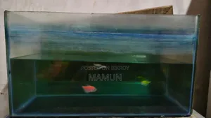 Aquarium for Fish