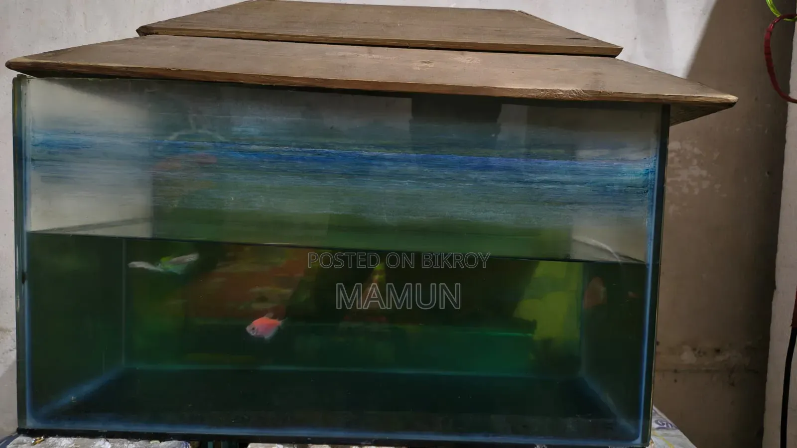 Aquarium for Fish