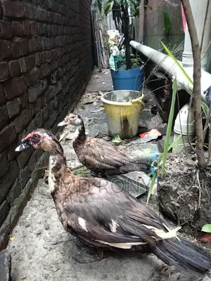 Running Pair
