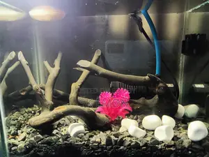 Aquarium Sell Post