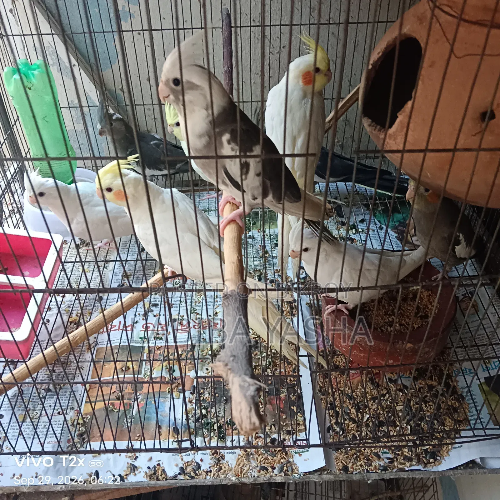9 Cockatiels