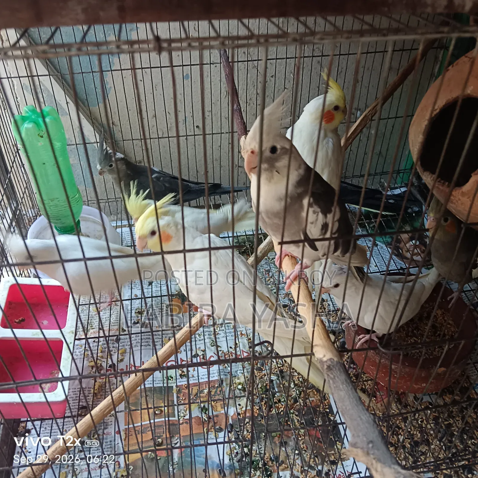 9 Cockatiels