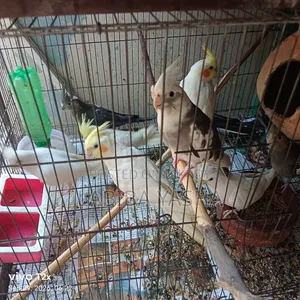 9 Cockatiels