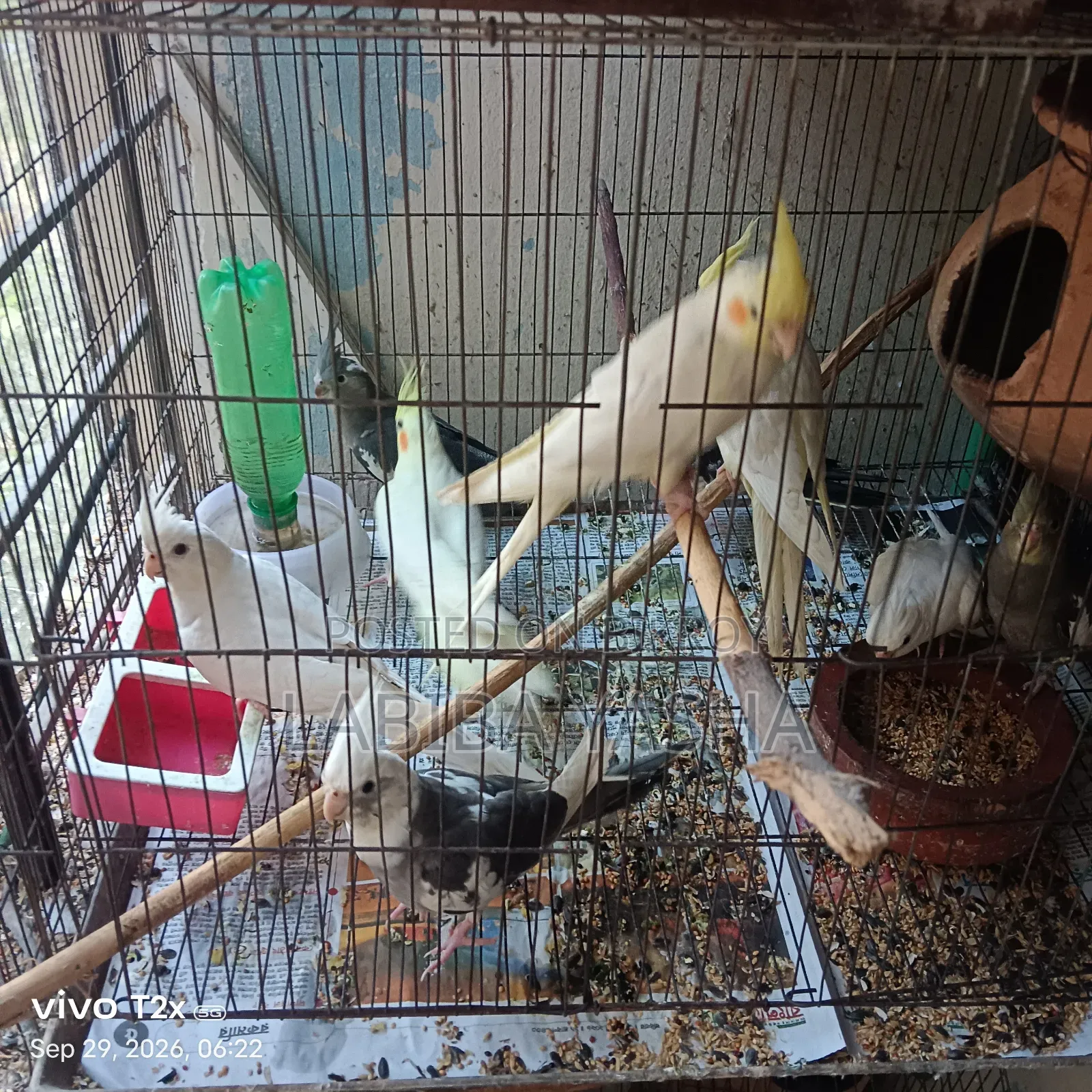 9 Cockatiels