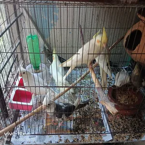 9 Cockatiels