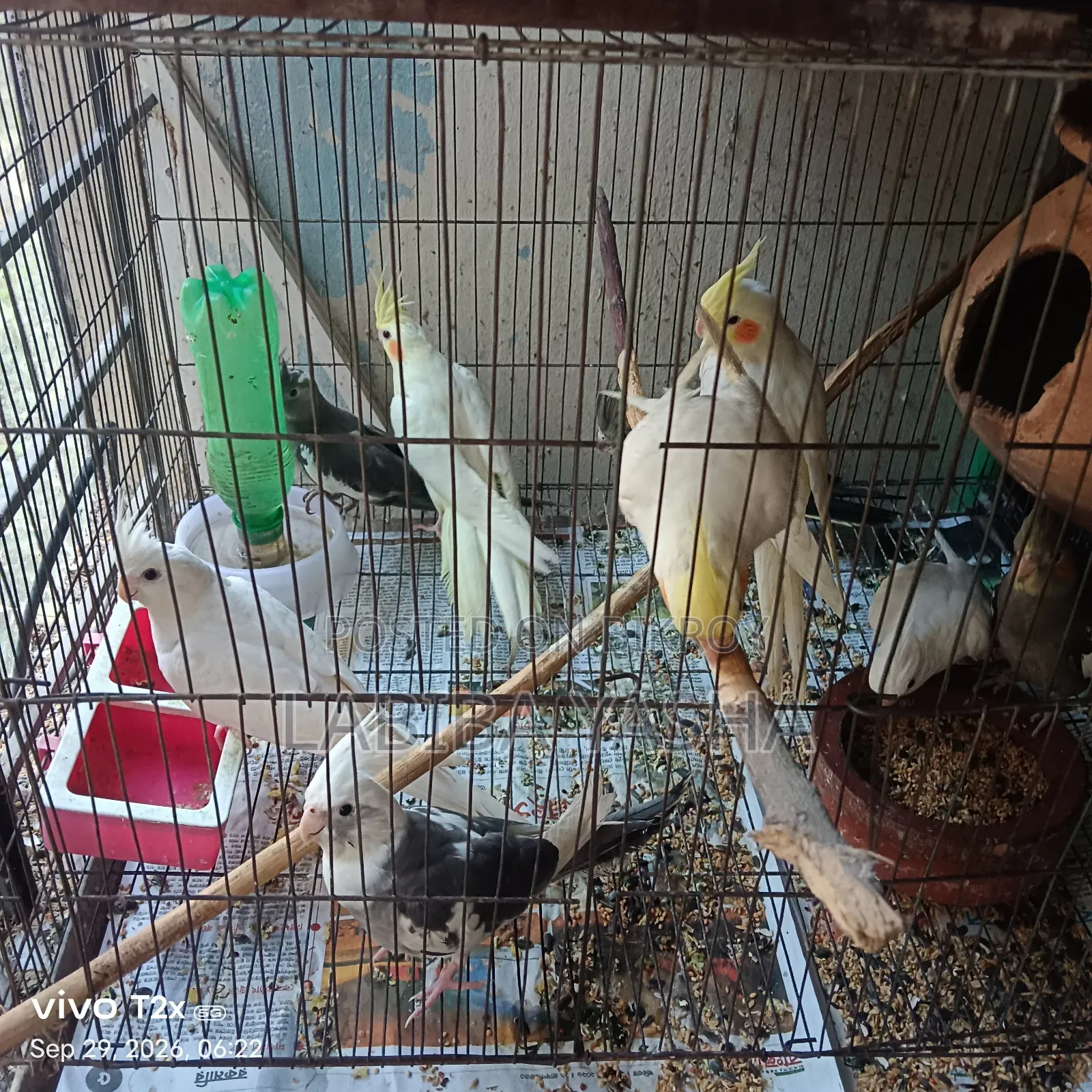 9 Cockatiels