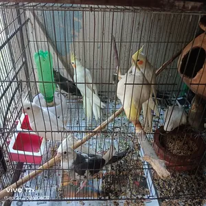 9 Cockatiels