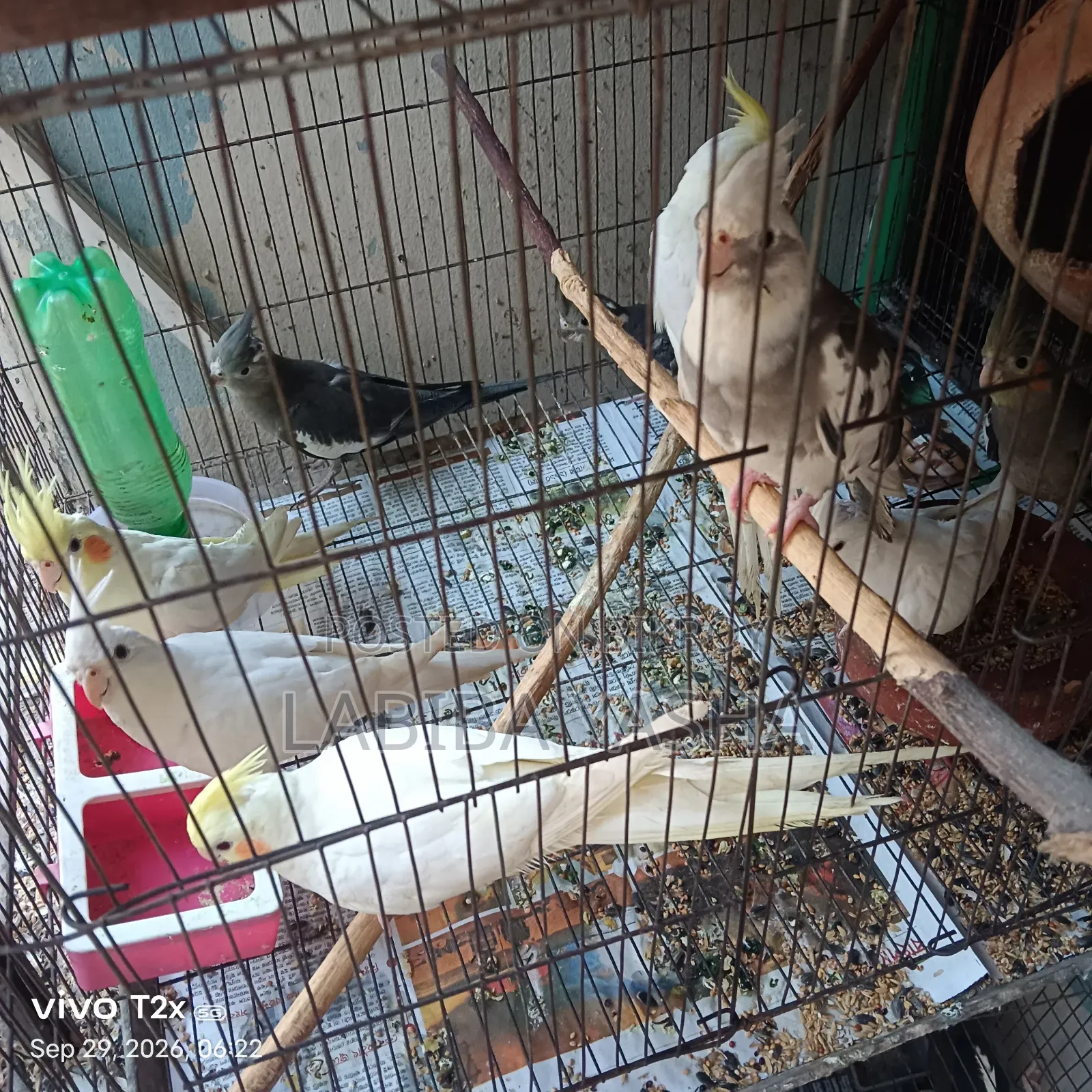 9 Cockatiels
