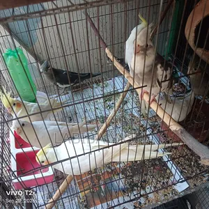 9 Cockatiels