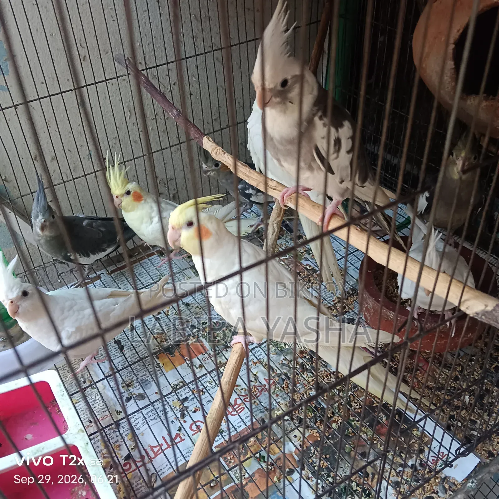 9 Cockatiels