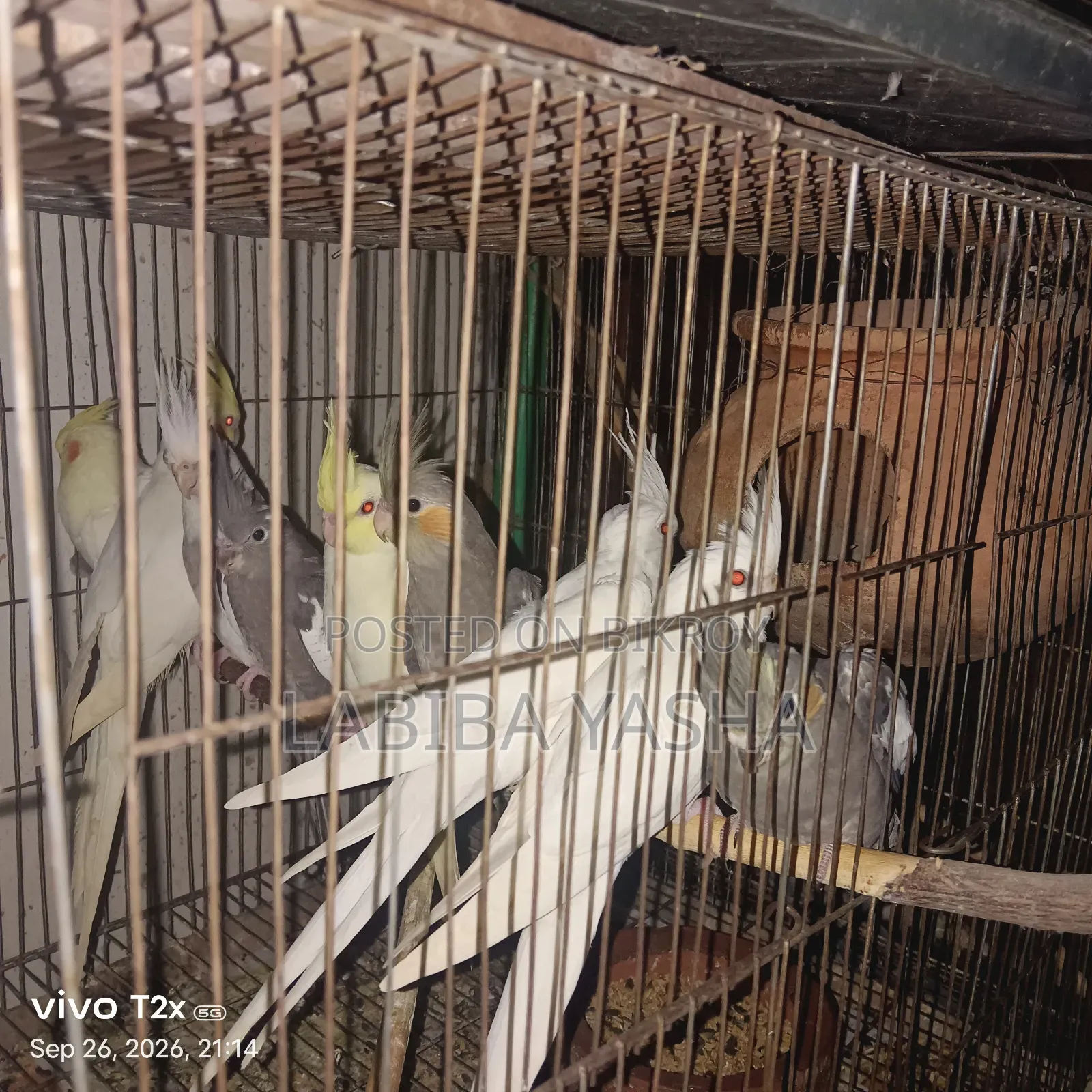 9 Cockatiels