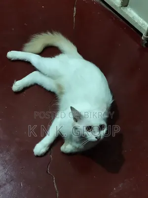 1+ year Female Mixed Breed Cat