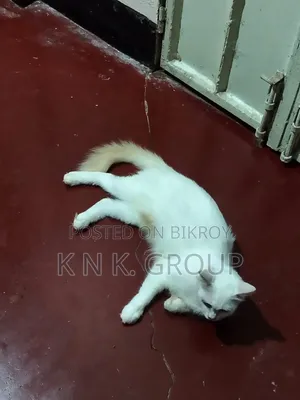 কিউট পার্সিয়ান মিক্স ব্রিড বিড়াল ১+ বছর বয়সী