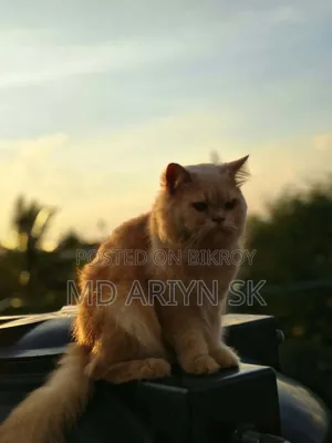 1+ year Male Purebred Cat