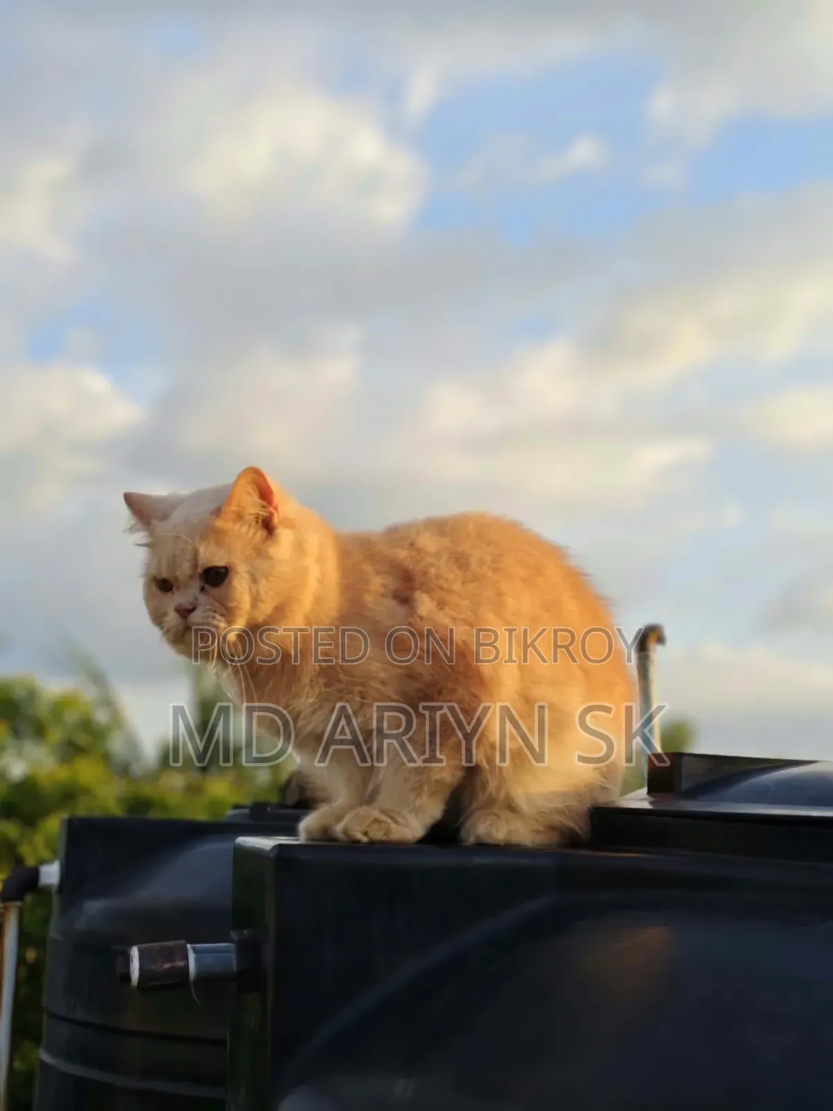 1+ year Male Purebred Cat