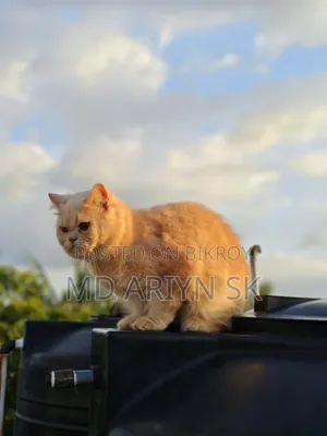1+ year Male Purebred Cat