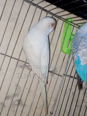 ফিমেল রেড আই আলবিনো